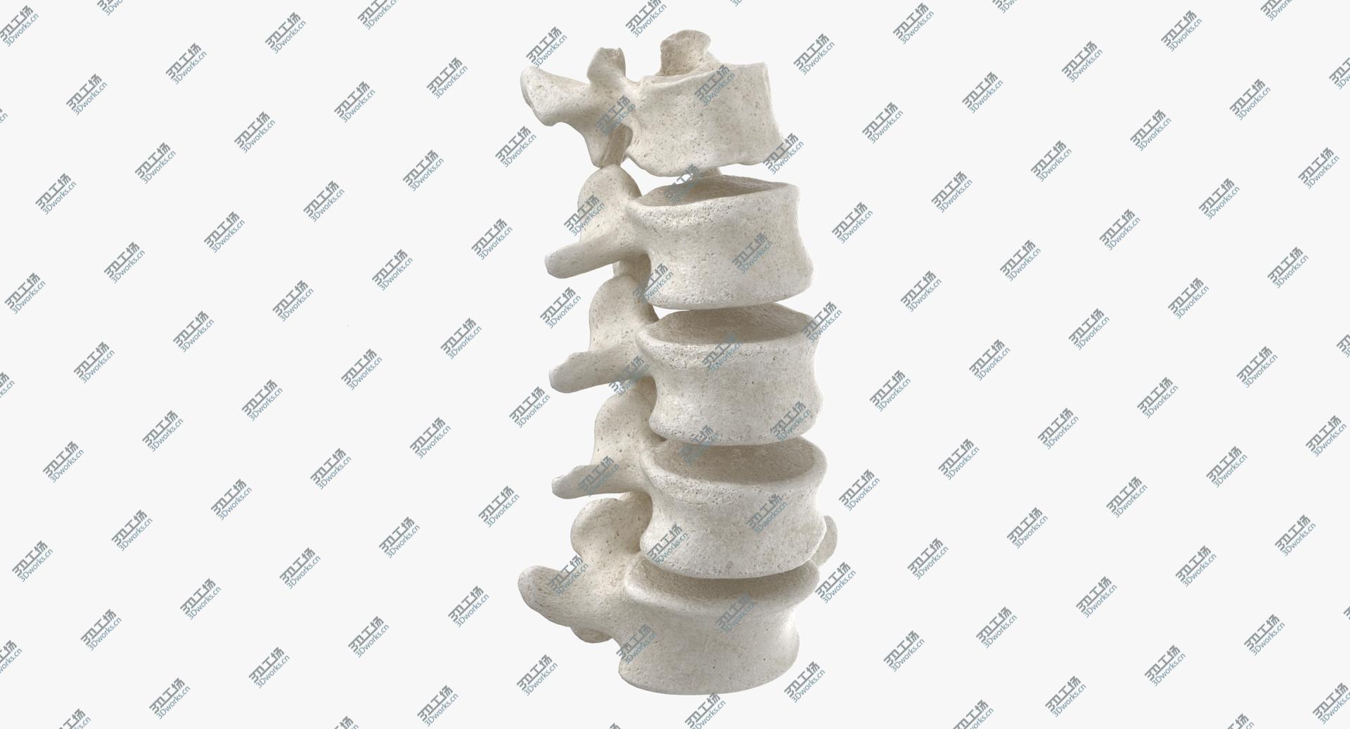 images/goods_img/2021040162/3D model Real Human Lumbar Vertebrae L1 to L5 Bones 01 White/1.jpg